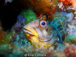 Lovely blenny! :D by Elia Correia 